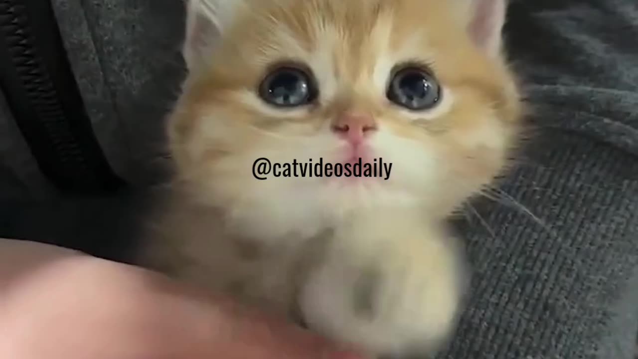 Cute Cat Video Adorable Cat Video Kitten Video Sleeping Cat Video Lovely Cat Cute Cat Baby Video 13