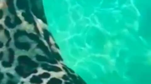 Jaguar attack on water