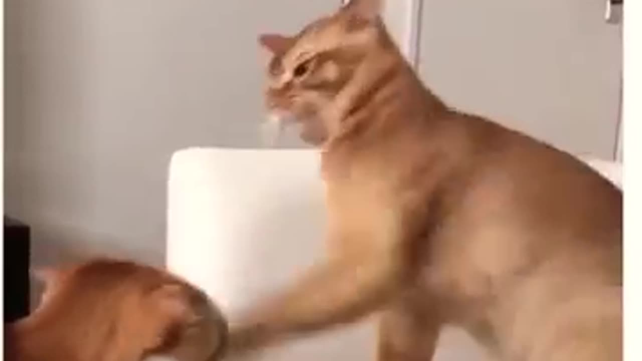 Cats cute funny moments love