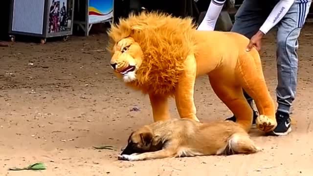 dogs vs Lion prank 😂 video funny dog 💀