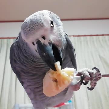 Sophisticated parrot eats banana with a fork