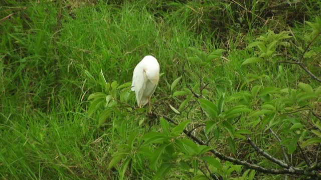 bird-branch-beak-feathers-plumage