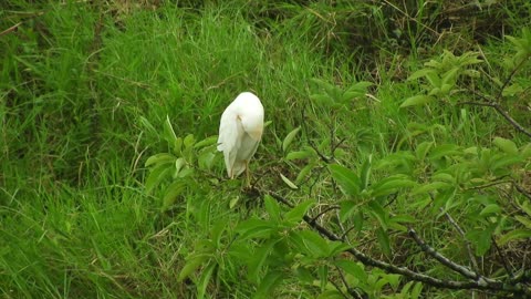 bird-branch-beak-feathers-plumage