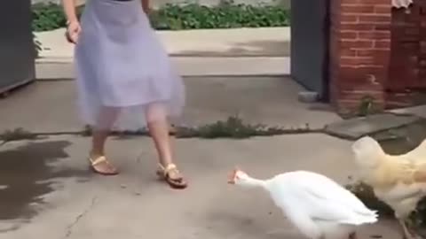 goose and chicken