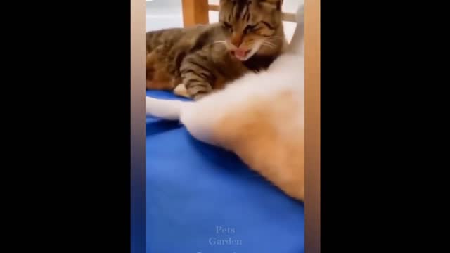 Cats having fun part 4