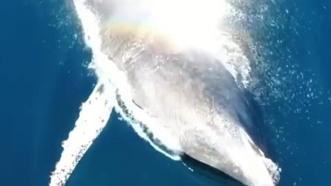 Blue whale under water