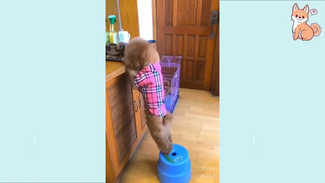 Funny Dog Videos That Are Priceless