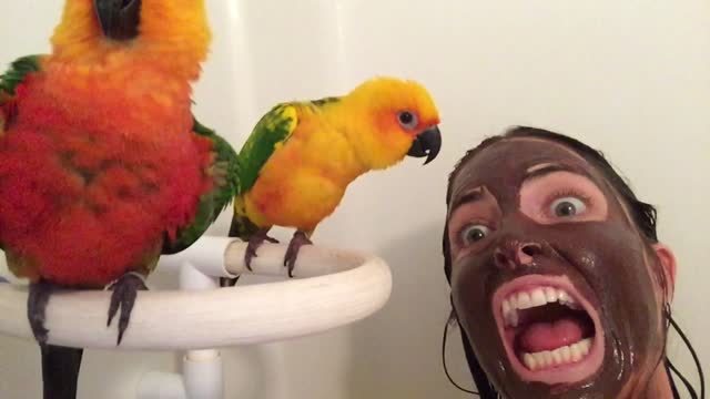 Conures Confused by Mud Mask