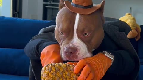 Dog Eats Pineapple with Hands! 🐾 | Funniest Pitbull Moment