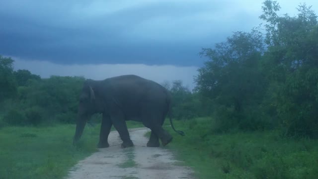 Caught on camera Huge elephant crossing