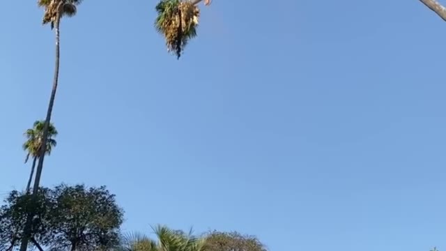 Man Risks His Life By Cutting 100-Foot Californian Palm Tree