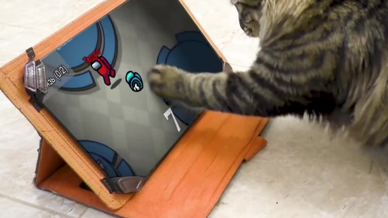Cat Playing Among US Game