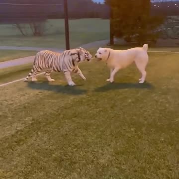 white tiger and white dog playing 😍