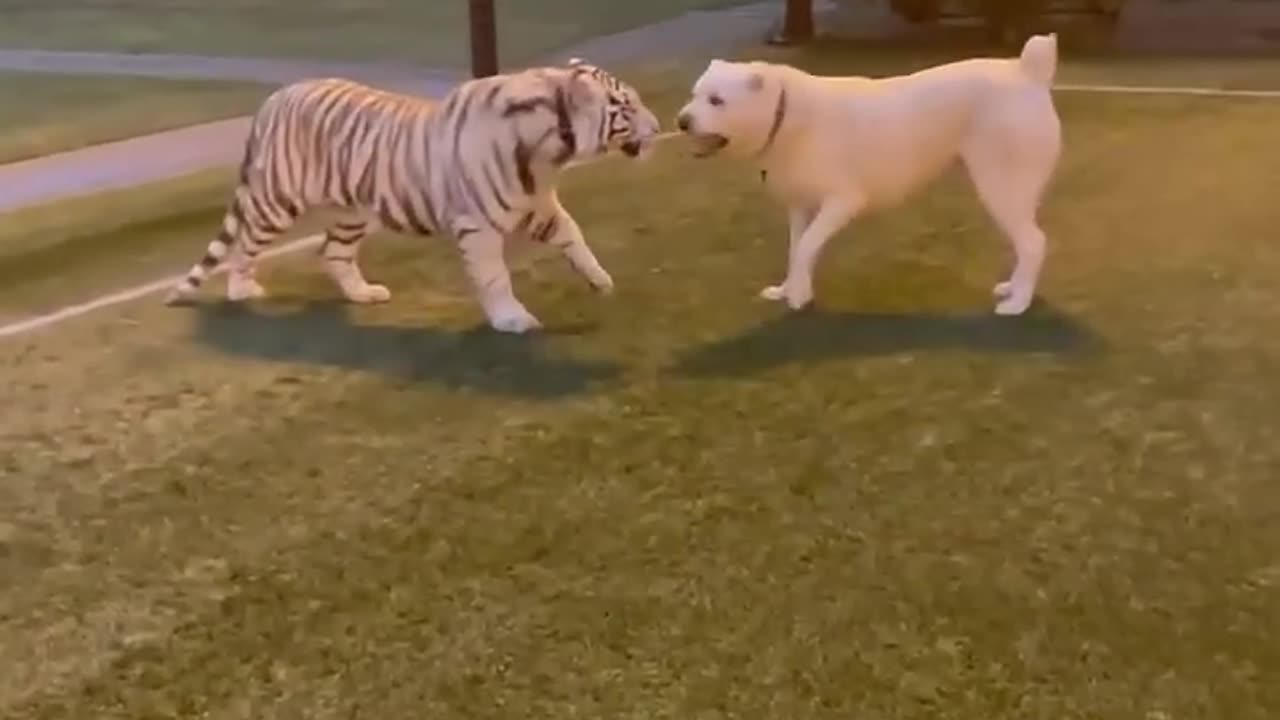 white tiger and white dog playing 😍