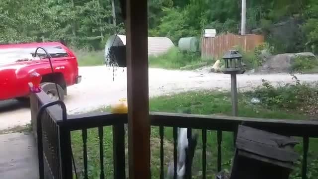 Collab copyright protection - dog falls off front porch