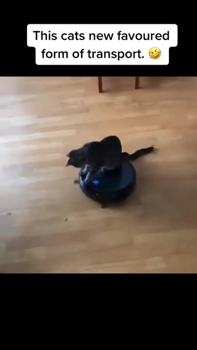 Cats and dogs _ cats meowing _ cats funny videos #shorts