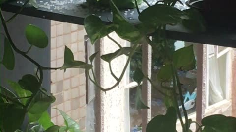 adorable cat watching her dove friend