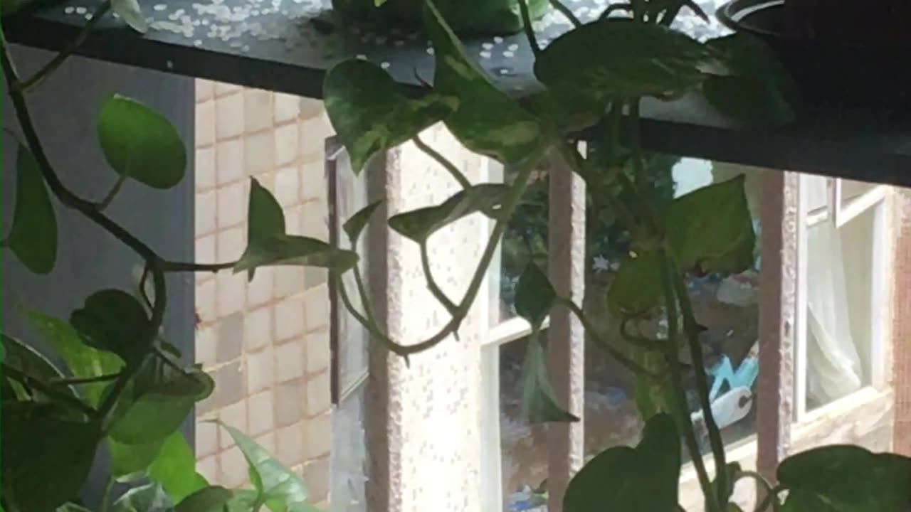 adorable cat watching her dove friend