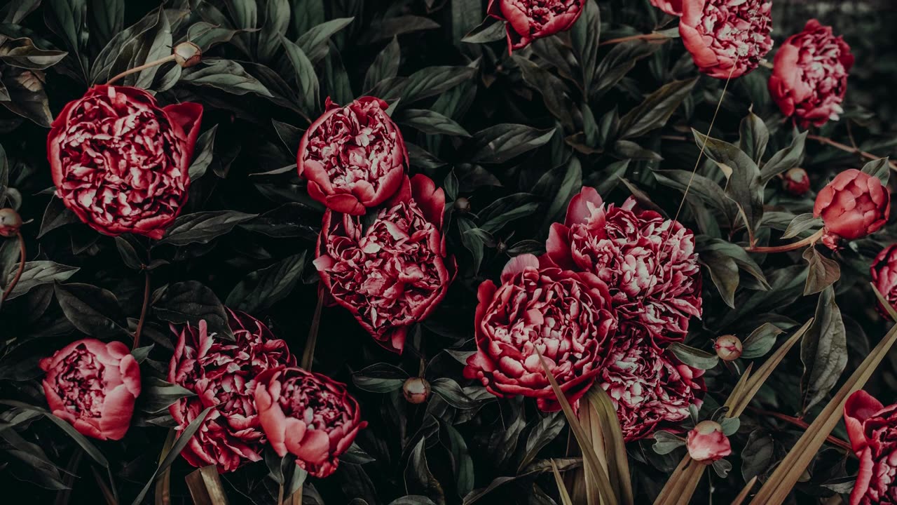 Red Peonies by Irina Iriser | 4K Screensaver for TV Frame #photography