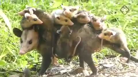 Skunk, Carrying Her Cubs