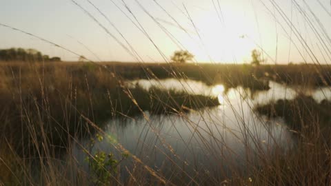 Lake surrounded by dry grass in the savanna Lake in the savannah