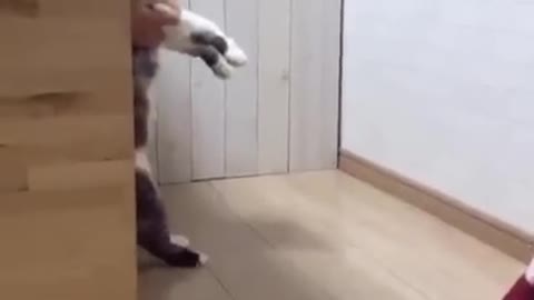WATCH CAT DANCE001