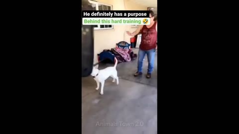 Funny Animals 2