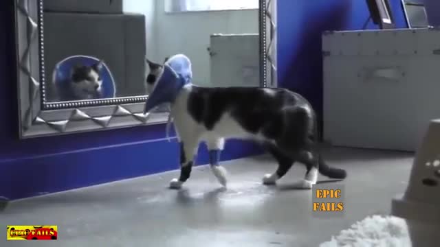 Funny Cats Compilation 2021Cat fails Funny pets #1