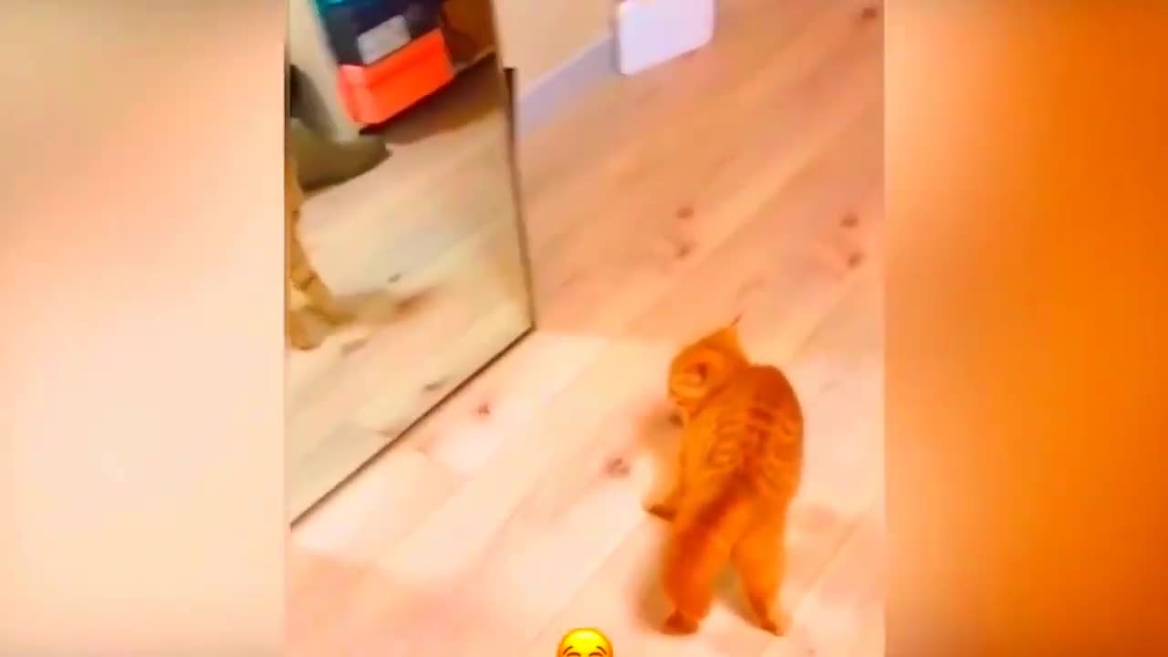New Funny Video
