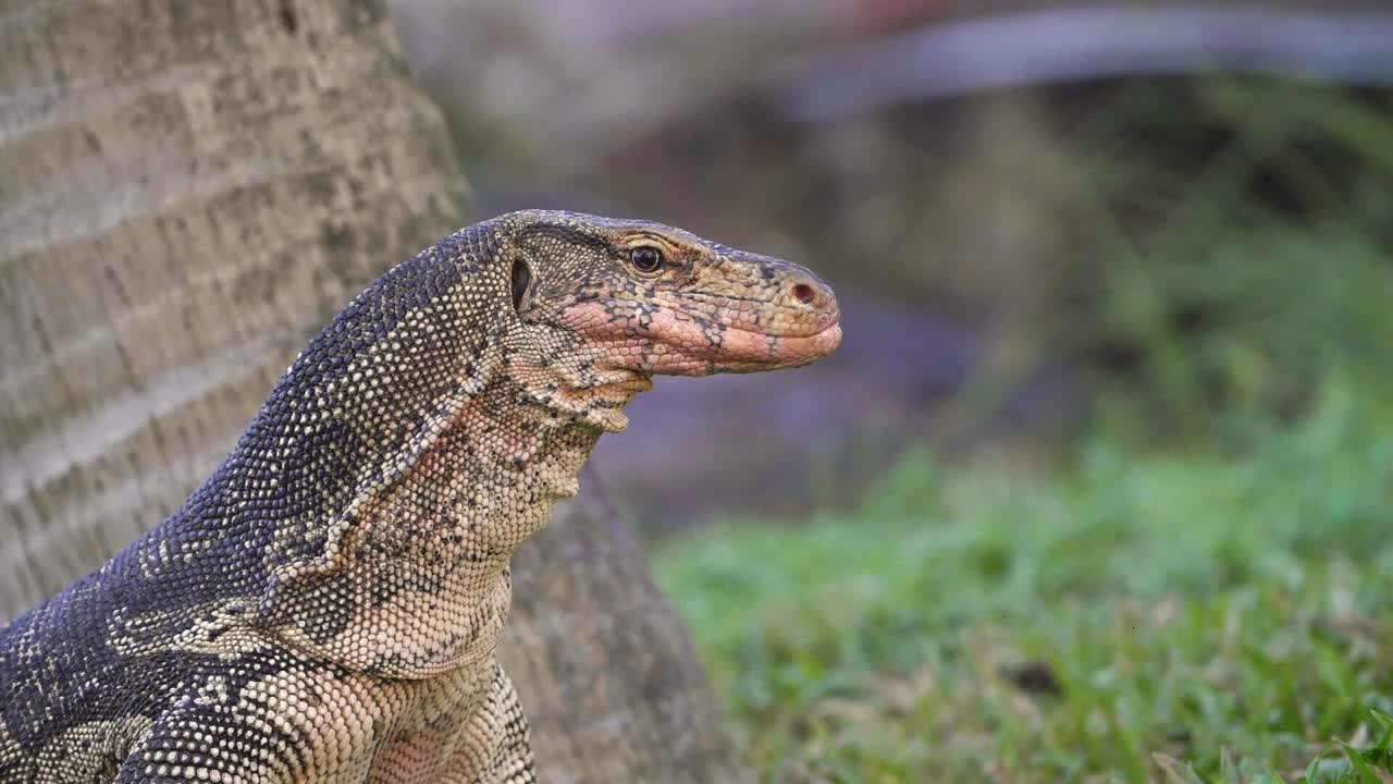 Komodo Dragon Sticking Tongue Out