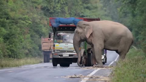 Greedy wild elephant stops passing trucks to steal sugarcane