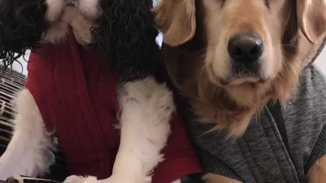 Two dogs in red and grey sweaters stare at camera while owner talks