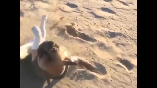 Dog Funny Part 1 min
