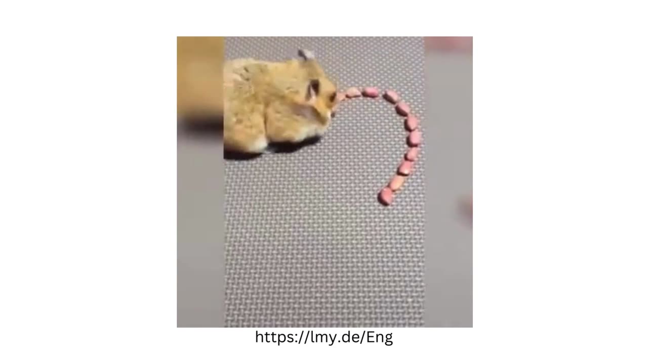 Hamster