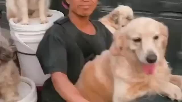 Funny Dogs Riding A Motorcycle