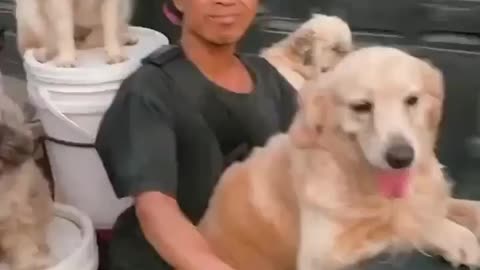 Funny Dogs Riding A Motorcycle
