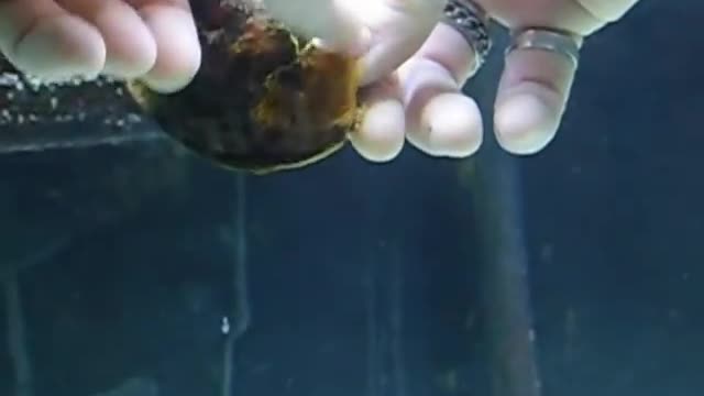 HATCHING A CORAL BANDED CAT SHARK EGG