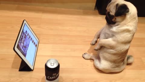 Funniest pug ever watches boxing