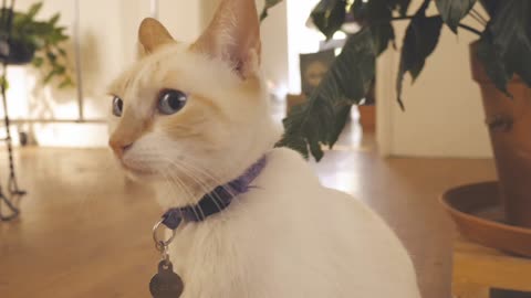 a white cat Sits in front of a white wall - Funny and Cute Cat Life