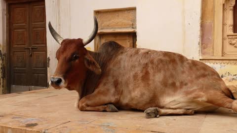 Cow on street in India Constitution of India mandates the protection of cows in Rajasthan, India