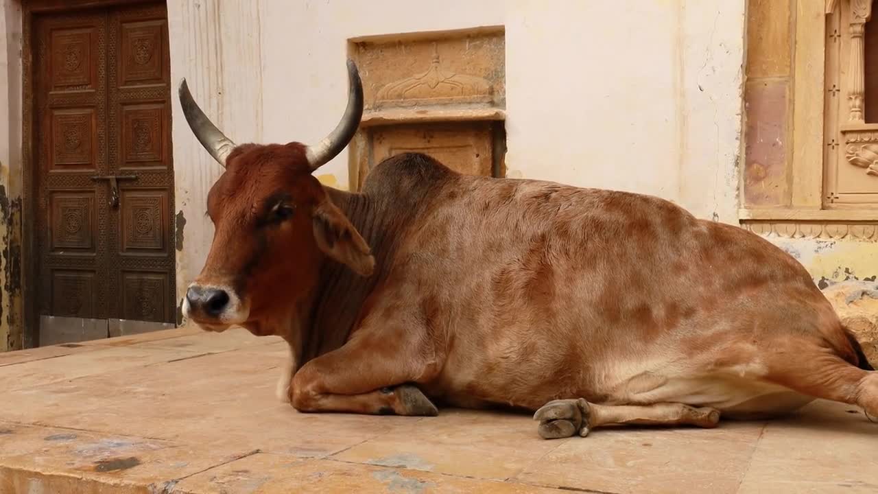 Cow on street in India Constitution of India mandates the protection of cows in Rajasthan, India