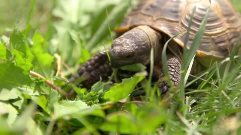 Turtle eating green lettuce leaves, macro shot