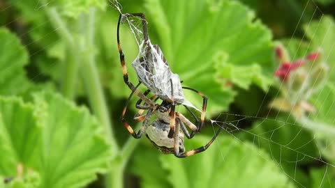 Is Spider classifiés as an insect ?