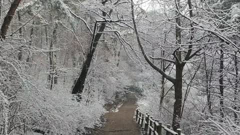 White snow forest