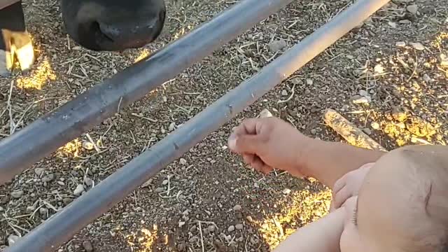 Calf Gives Baby a Smooch