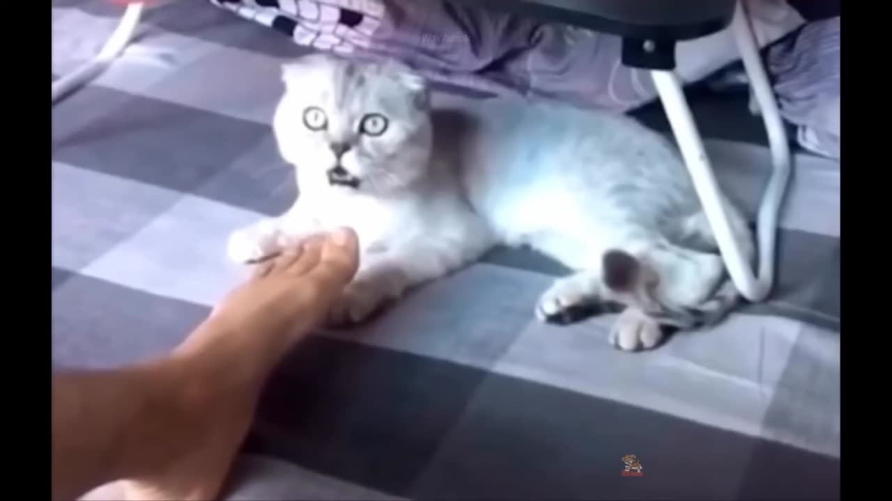Funny cats scared of cucumbers cat vs cucumber compilation Gatos VS pepinos