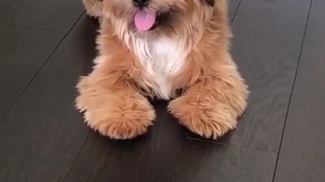 Small brown dog with tongue out lays down on black hardwood floor