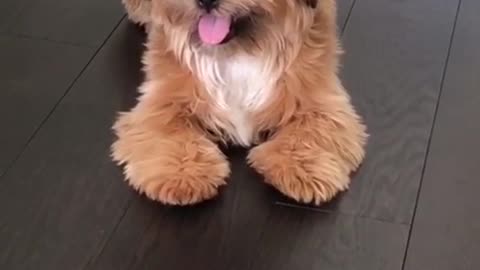 Small brown dog with tongue out lays down on black hardwood floor