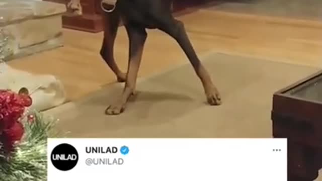 Cute and Funny Dog Videos goes viral