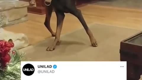 Cute and Funny Dog Videos goes viral